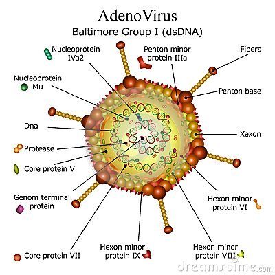 Virut Adenovirus gây bệnh đau mắt đỏ